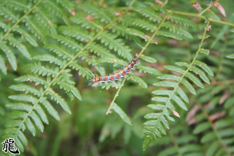 Caterpillar