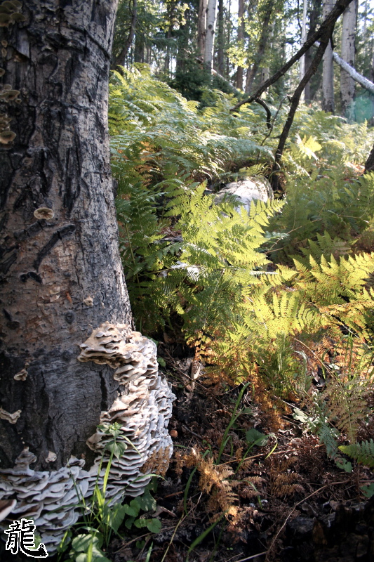 Forest  - 11