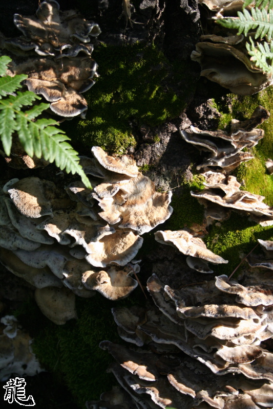 Forest  - 12