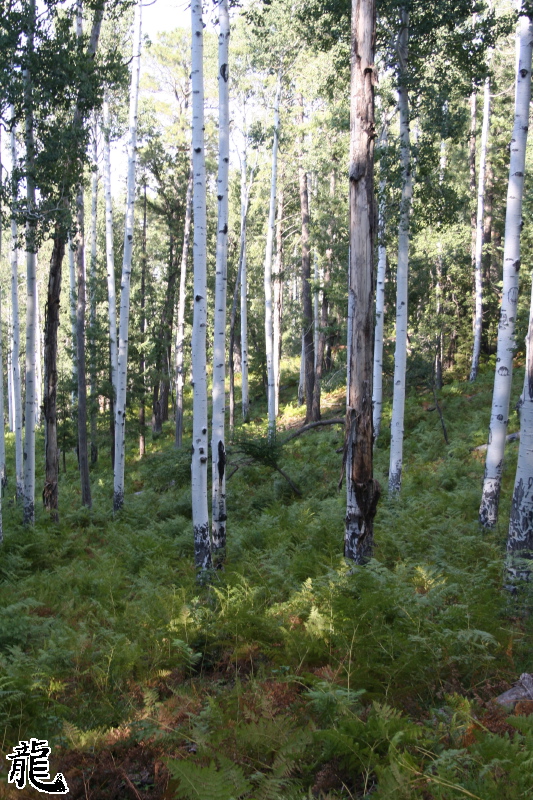 Forest  - 14