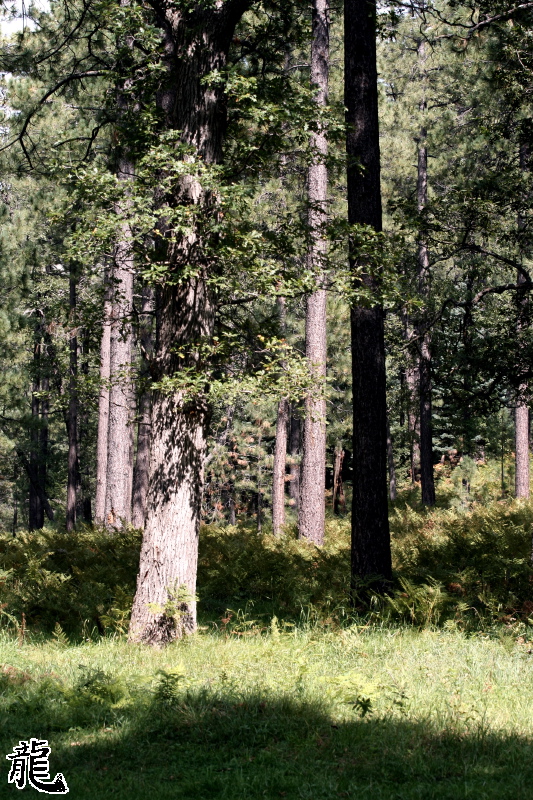 Forest  - 1