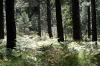 Forest  - 2