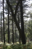 Forest  - 3