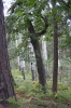 Forest  - 4