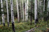 Forest  - 5