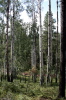 Forest  - 6