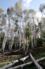 Forest  - 7