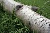 Forest  - 8
