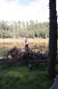 Standing on a log