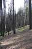 Forest  - 10