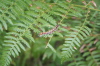 Caterpillar