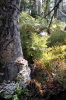 Forest  - 11
