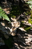 Forest  - 12