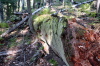 Forest  - 13