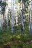 Forest  - 14