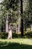 Forest  - 1